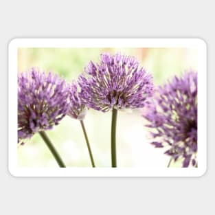 Allium &#39;Powder Puff&#39; AGM Ornamental onion Edit Sticker